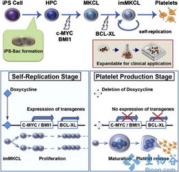 新干細胞技術突破 規?；a血小板，為臨床輸血注入新希望