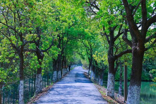 上海影視取景地又 上新 ,攝制服務機構助力鄉(xiāng)村振興